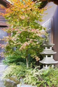 Japanese Maple Tree with Stone Pagoda Lantern Rocks and Ferns