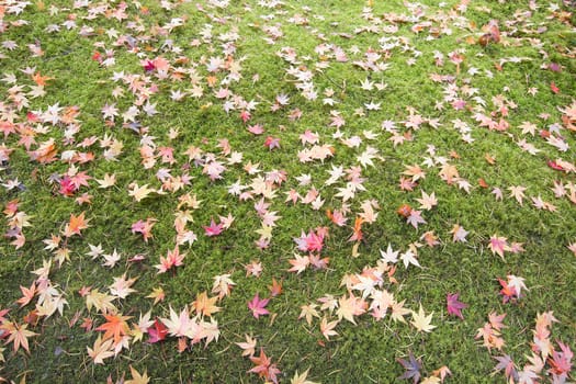 Fallen Maple Tree Leaves on Field of Moss in Autumn Background
