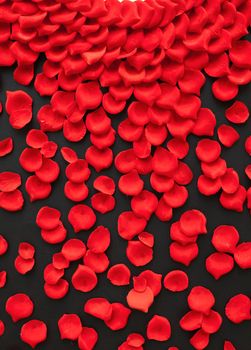 A few red rose petals isolated on black
