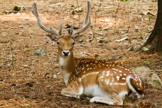 Fallow deer in forest