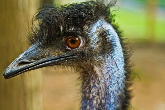 Bird close-up