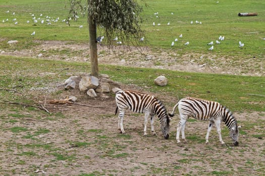 Zebra grazing in the reserve