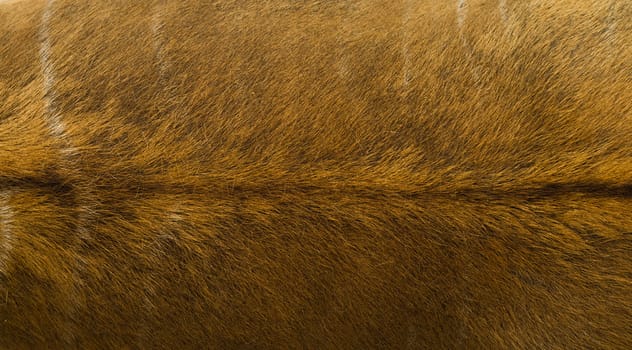 Animal fur texture