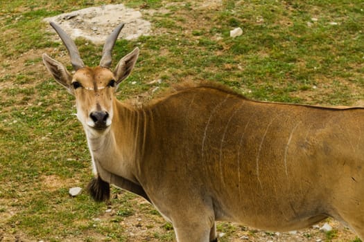 Roe deer in the wild