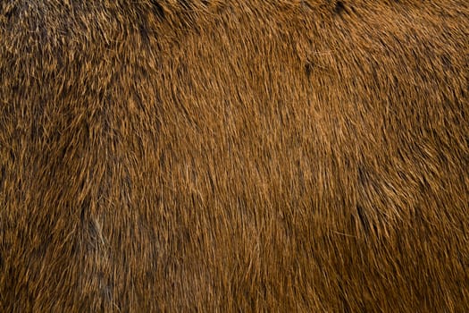 Animal fur texture