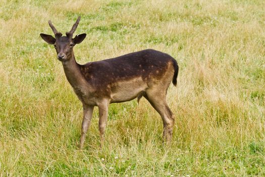 Wild deer in nature