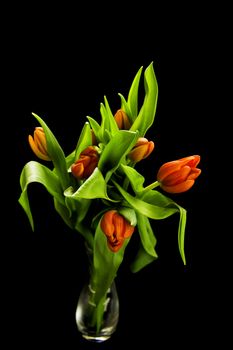 bright red tulips isolated on a black background