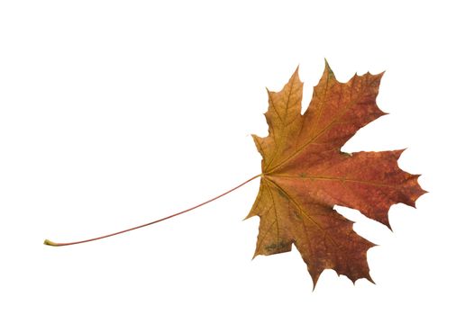 Autumn dry maple leaf on a white background