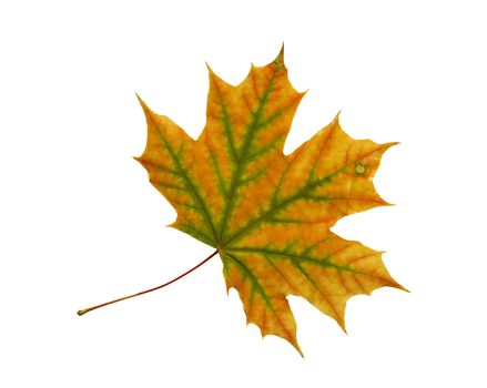 Autumn dry maple leaf on a white background