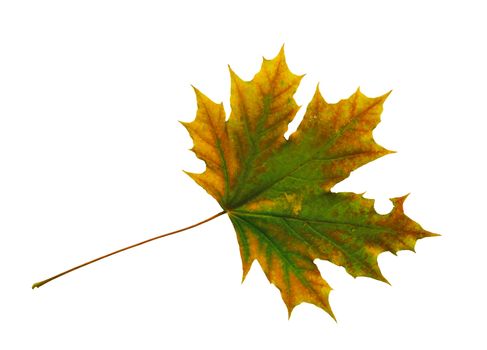 Autumn dry maple leaf on a white background