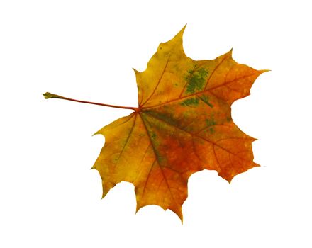 Autumn dry maple leaf on a white background
