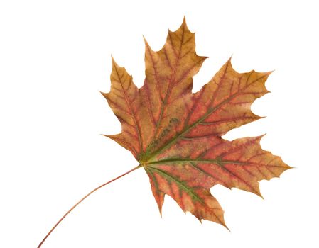 Autumn dry maple leaf on a white background