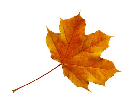 Autumn dry maple leaf on a white background