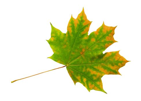 Autumn dry maple leaf on a white background