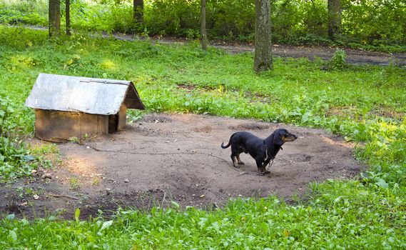 Dog pet dachshund sausage-dog chained dog house in forest surrounded by verdant vegetation.