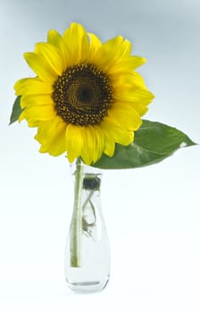 One sunflower in a glass vase on a light background