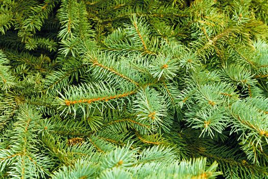 Brightly green prickly branches of a fur-tree or pine