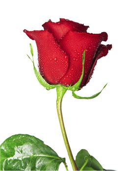 Flower of scarlet rose with water drops on a white background