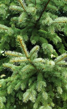 prickly needles of a coniferous tree as a natural background