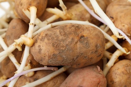photo of sprouting potatoes, closeup