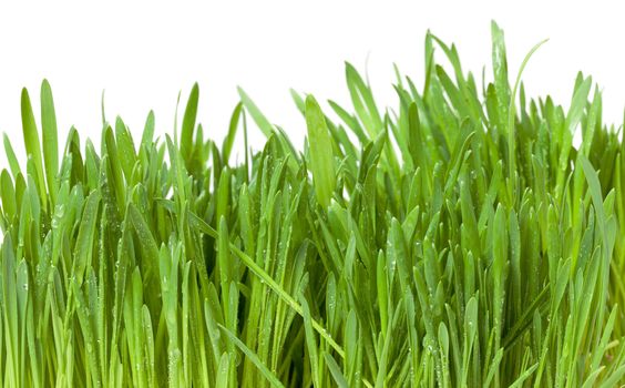 fresh green grass with dew isolated on white background