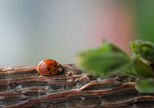 Red ladybug on wood branch. Leaves 
