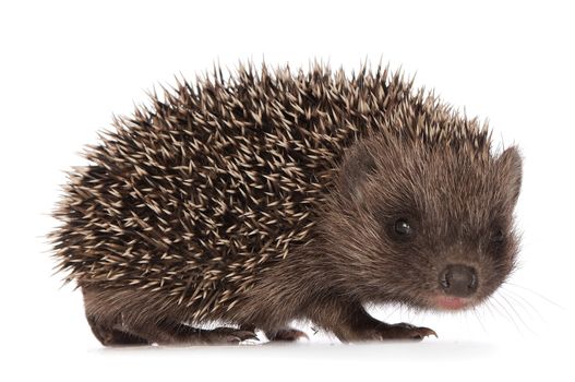 small grey prickly hedgehog looks at me
