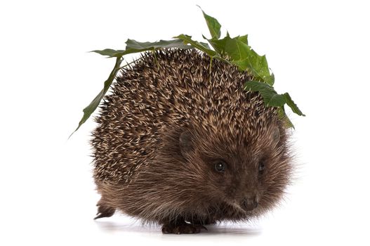 The hedgehog with green leafs in motion hastens to home