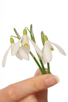 woman holding three snowdrops as a symbol of spring