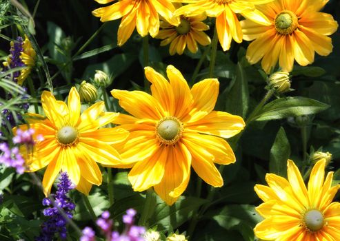 Annual Garden at the Minnesota Landscape Arboretum