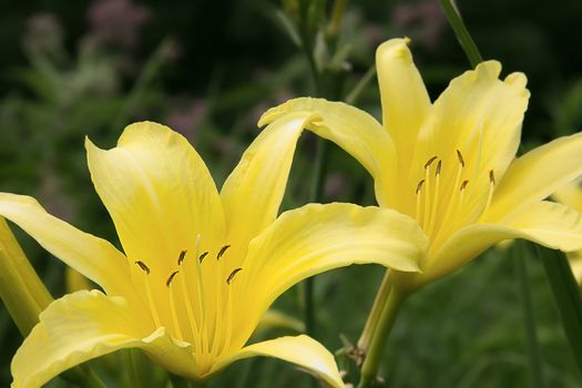 Daylily at the Minnesota Landscape Arboretum