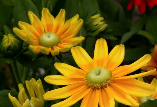 Yellow Flowers at the Minnesota Landscape Arboretum