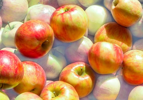 Harvest in Autumn brings delicious apples ready to eat.