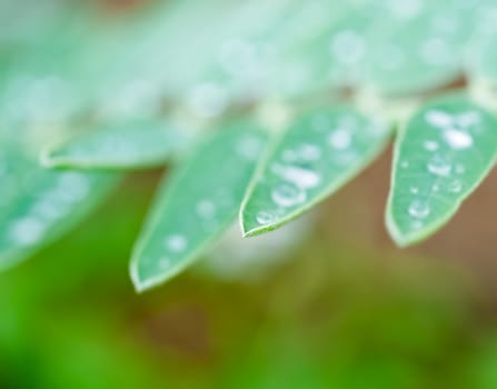 Close up drop of water on leaf with bokeh