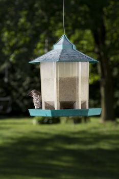 small female purple hidding behind bird feeder with a flowerseed in her beak