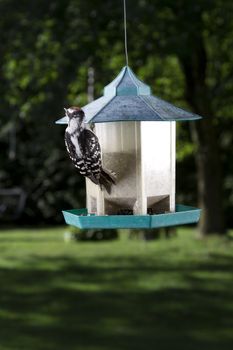 Woodpecker hanging on the roof of a bird feeder