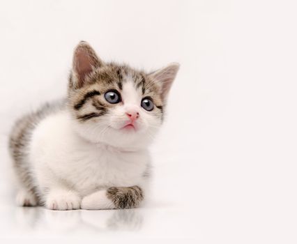 Studio shoot of young cat looking at something that could be designer choice