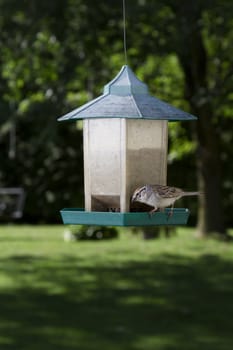 Chipping Sparrow on bird feeder