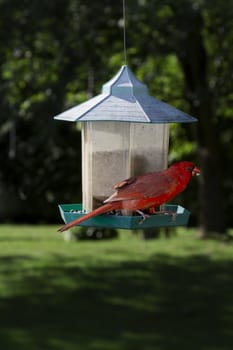 Red cardinal feeding on a flowerseed