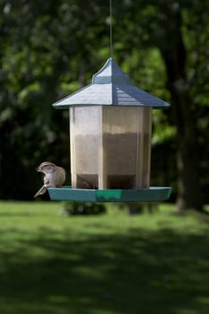 Chipping Sparrow on bird feeder with a seed in it's beak