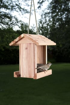 Chipping Sparrow on bird feeder