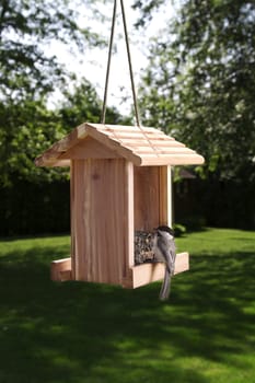 Black-capped Chickadee on a bird feeder