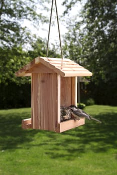 Black-capped Chickadee on a bird feeder, with a seed in her beak