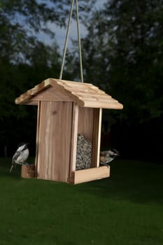 two Black-capped Chickadee on a bird feeder