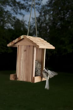 Black-capped Chickadee wind open landing on a bird feeder