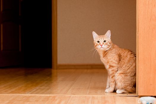 A young ginger tabby cat on the wooden floor
