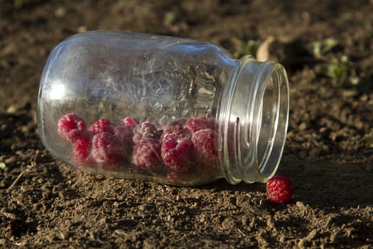 raspberrie in a jar, on the ground
