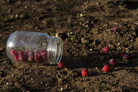 raspberrie in a jar fallen on the ground with scattered raspberrie