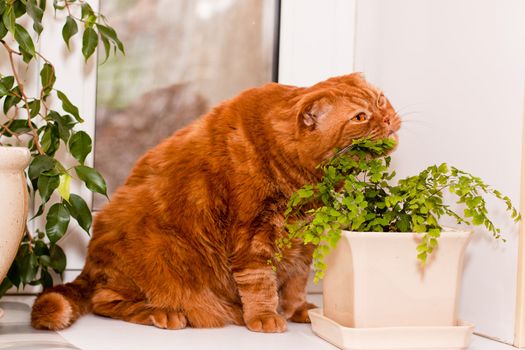 A scottish fold cat sitting on a windowsill and eating of houseplants
