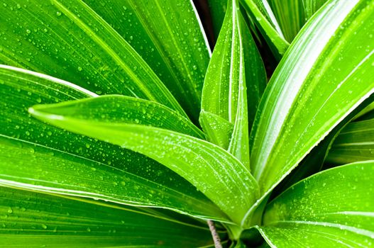 Beautiful of fresh young plant and water drops on leaf